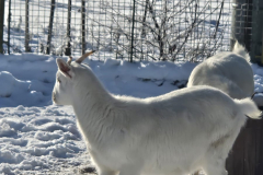 kozicky-zima-z-blizka